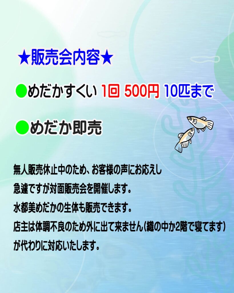 めだか、メダカ、めだか飼育、めだかビオトープ 、アクアリウム、三重、メダカ飼育、暁光、暁光めだか 、改良めだか、めだかすくい – 暁光めだか